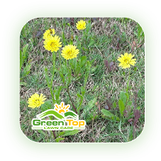 Dandelion weed disrupting lawns treated by Green Top Lawn Care.