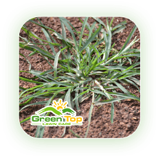 Goosegrass weed spreading in turf treated by Green Top Lawn Care.