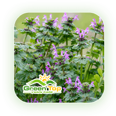 Henbit weed impacting lawn growth treated by Green Top Lawn Care.