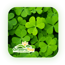 Oxalis broadleaf weed in lawns being treated by Green Top Lawn Care.