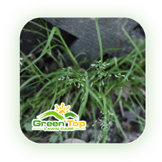 Poa annua weed growing in turf treated by Green Top Lawn Care.