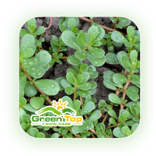 Purslane weed affecting lawn health treated by Green Top Lawn Care.