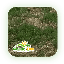 Rescuegrass invasive lawn weed treated by Green Top Lawn Care.