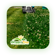 Green Top Lawn Care’s lawn-damaging weeds resource page for weed control solutions.