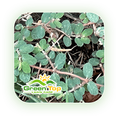 Spurge weed spreading through lawns being treated by Green Top Lawn Care.