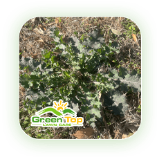 Thistle weed causing lawn damage treated by Green Top Lawn Care.