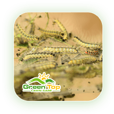 Sod webworms damaging grass in a lawn being treated by Green Top Lawn Care.