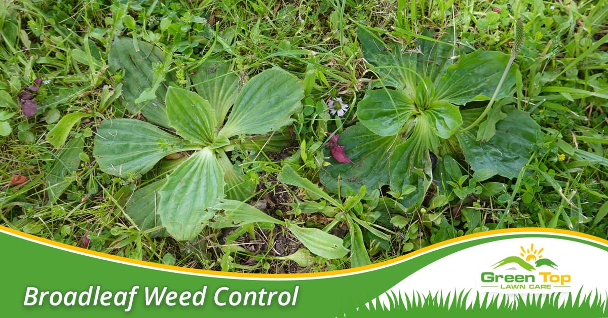 Broadleaf weed control in North Texas.