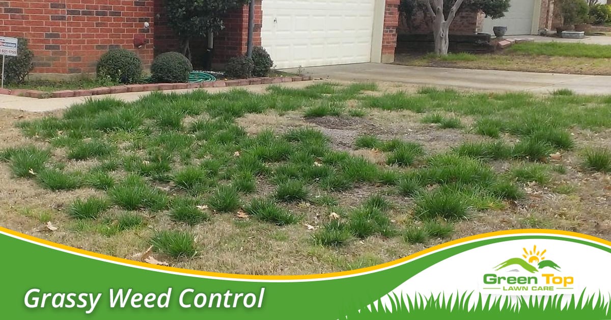 Grassy weed control in North Texas.