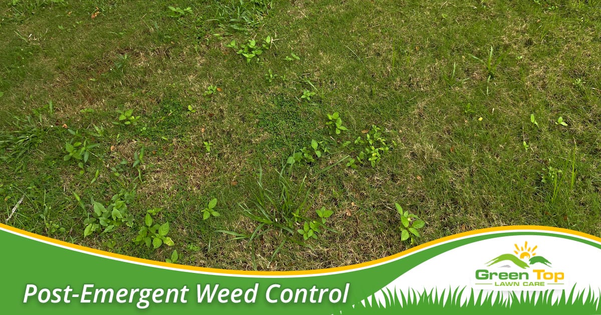 Euless, TX post-emergent weed control.