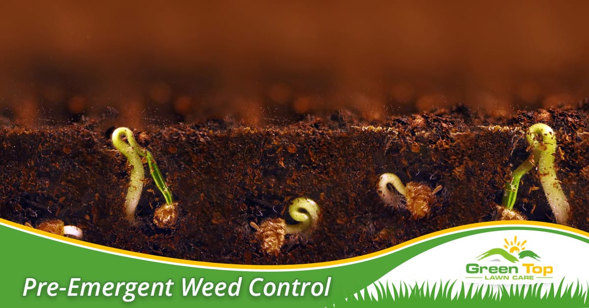 Euless, TX pre-emergent weed control.