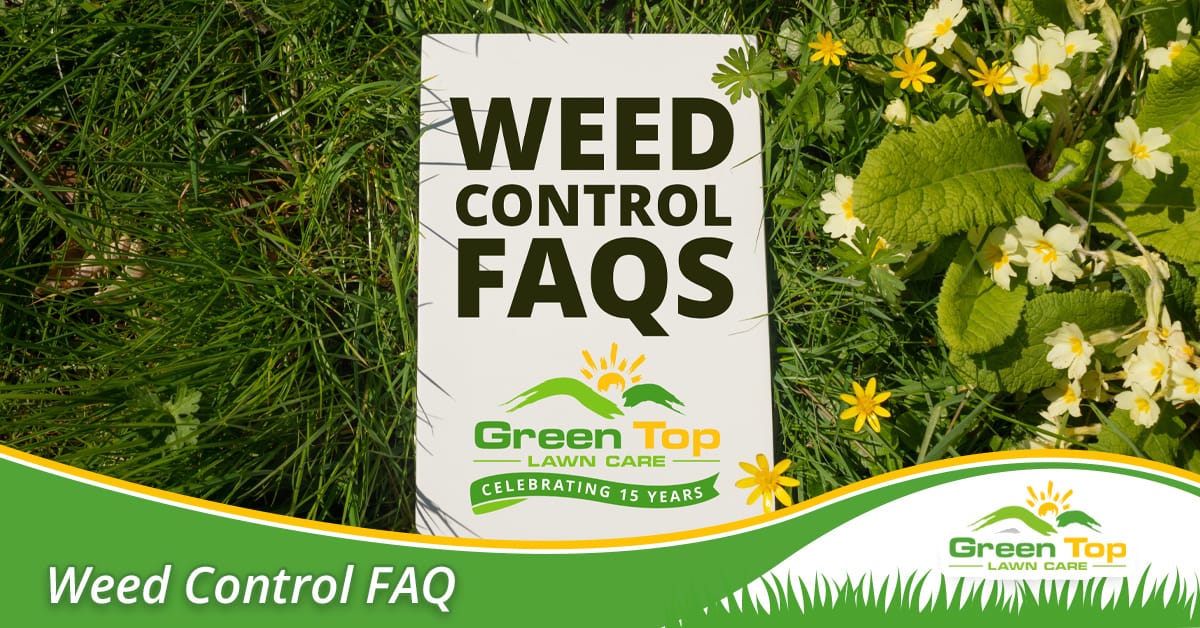 Professional lawn weed control and prevention services.