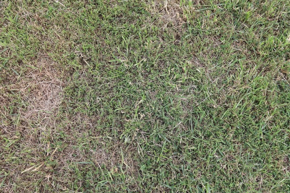Lawn disease prevention in North Texas.