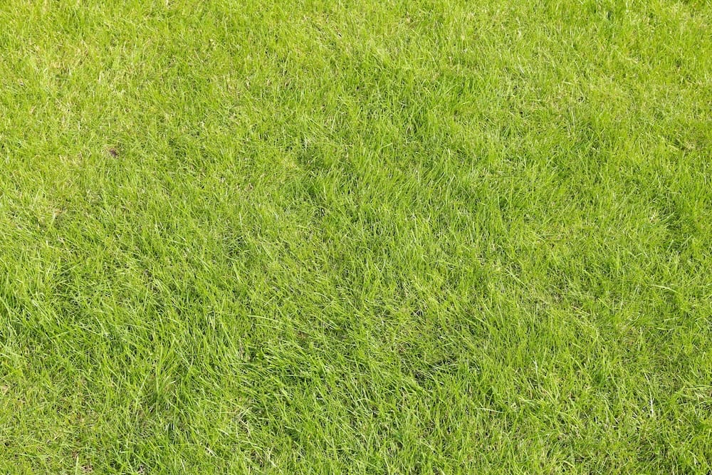 Professional lawn care in North Texas.