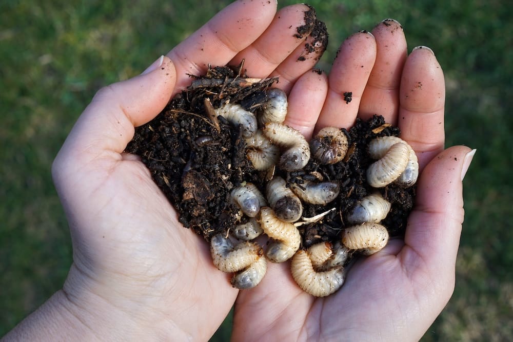 North Texas grub pest control.