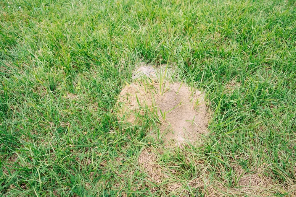 Professional fire ant treatment in Tarrant County.