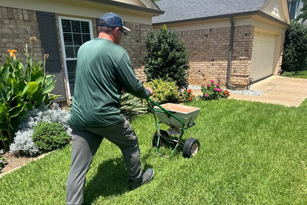 Summer lawn fertilization in Tarrant County.