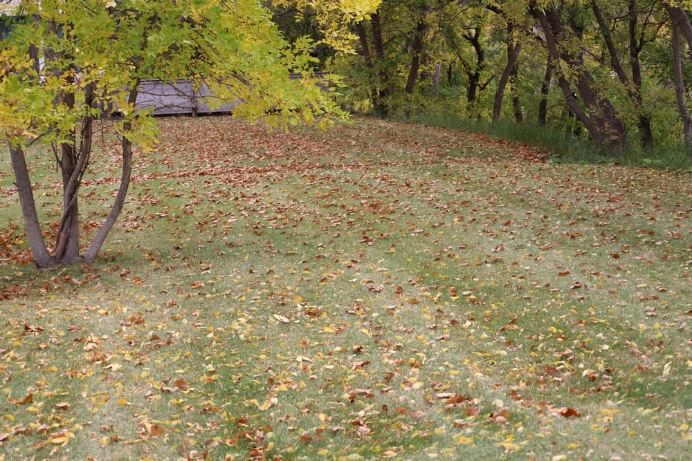 North Texas fall aeration service.