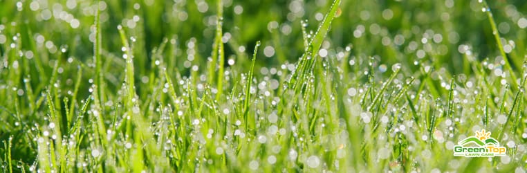 Understanding if rain counts towards my lawns watering needs.