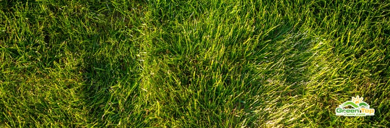 How to tell your lawn isn't getting enough water.