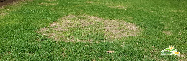 How to tell why one part of your lawn is brown while everything else looks good.