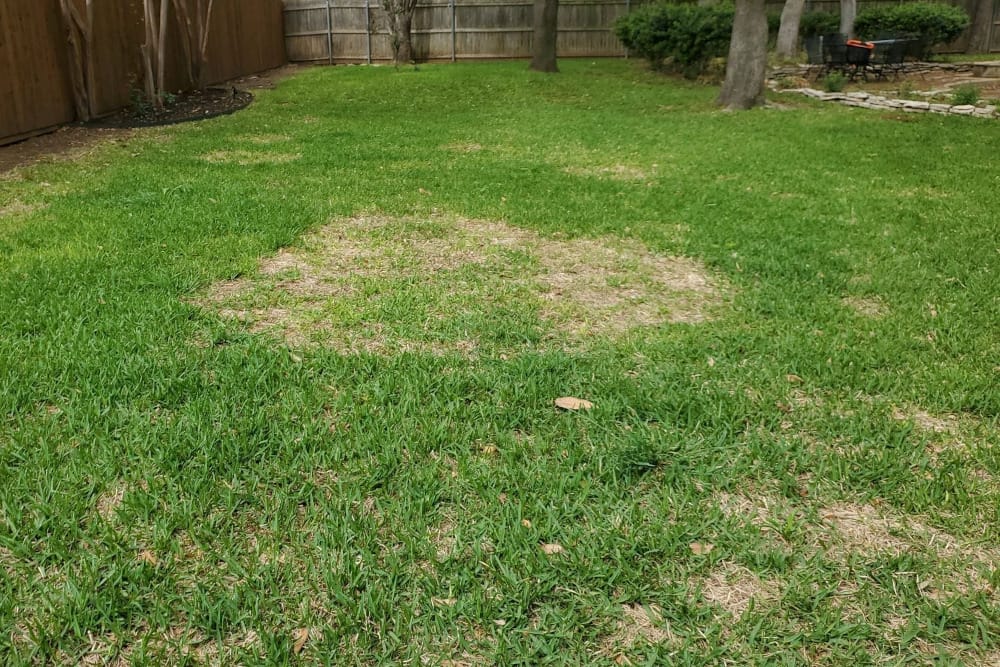 Lawn disease treatment in Tarrant County.